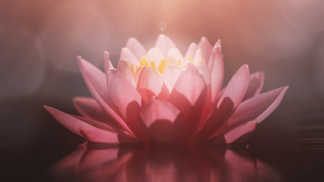 BSI_Yoginis_YT_pemasal lotus